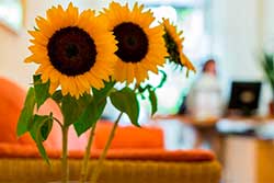 Sonnenblumen